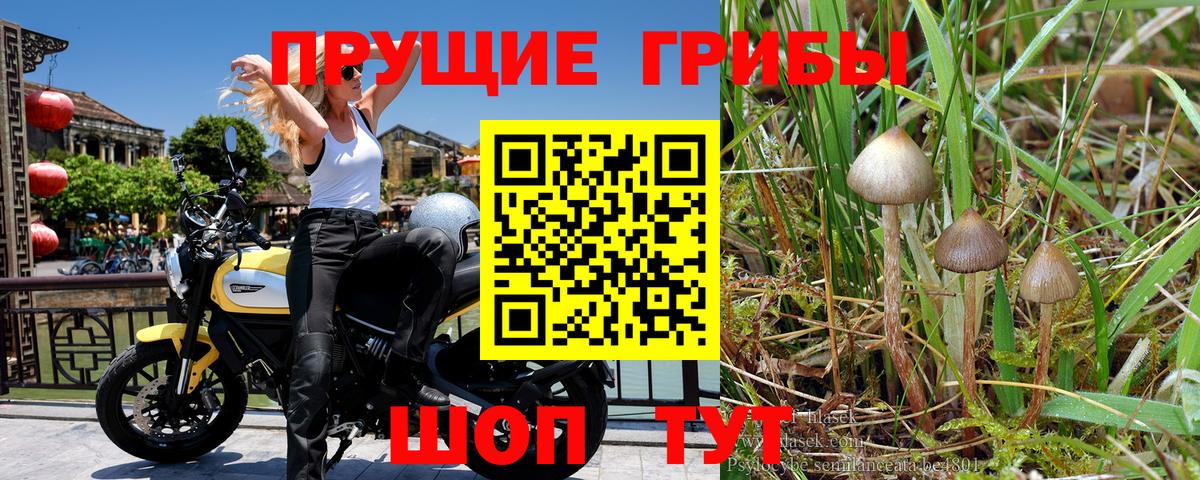 Богородицк  Галлюциногенные грибы ЛСД  Вход с VPN 